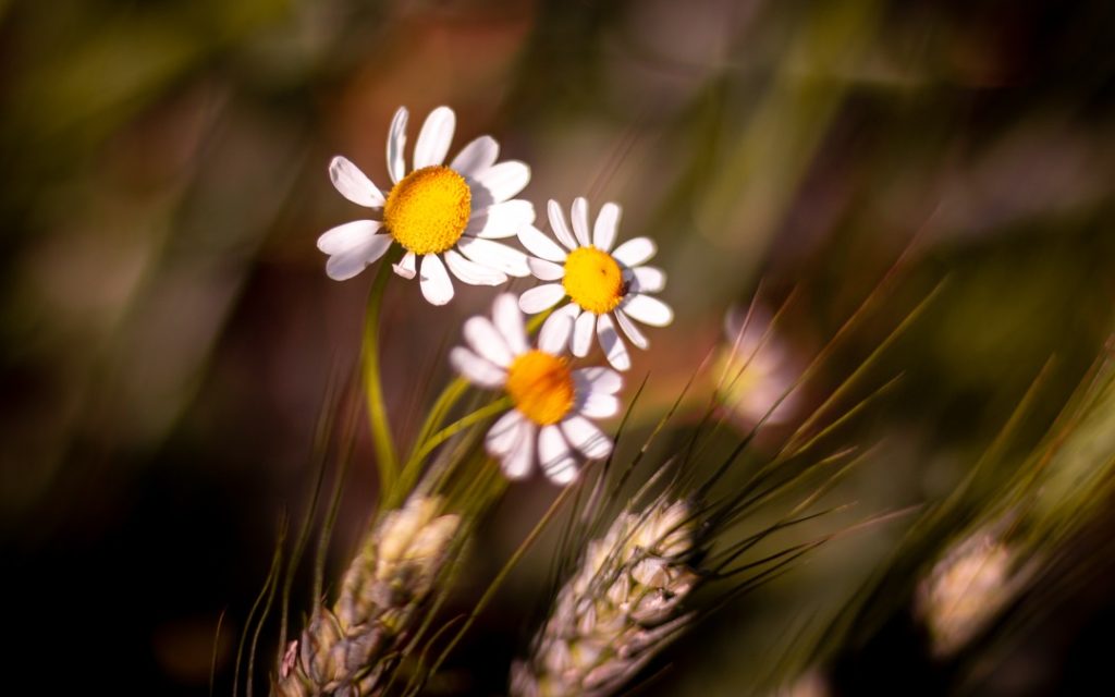 Trois perles dorées, bercées par le vent.