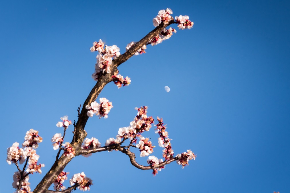 La Lune et les Fleurs d'un Abricotier