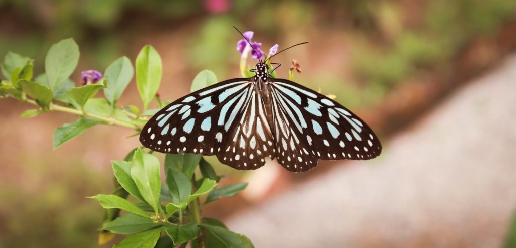 Papillon Cambodgien